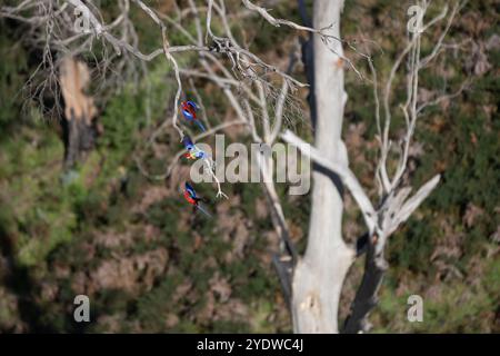 Drei farbenfrohe einheimische australische Vögel im Busch - purpurrote rosella Stockfoto