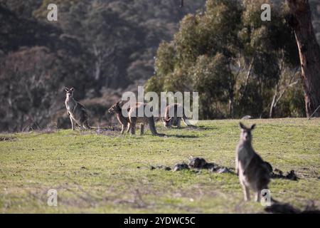 Mob von Eastern Grey Kängurus, die auf einem offenen Grasfeld grasen Stockfoto