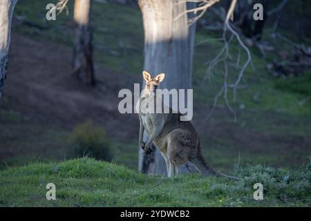 Großes männliches östliches graues Känguru, das in natürlichem Buschland steht Stockfoto