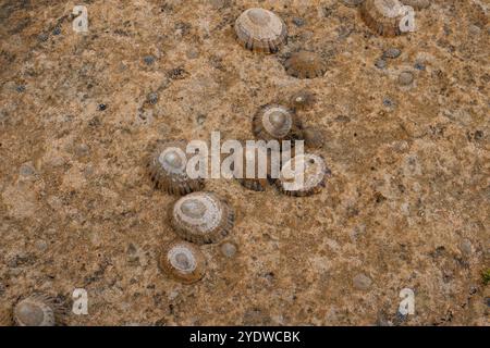 Muscheln, Limpets und Nakeln auf einer felsigen Uferoberfläche Stockfoto
