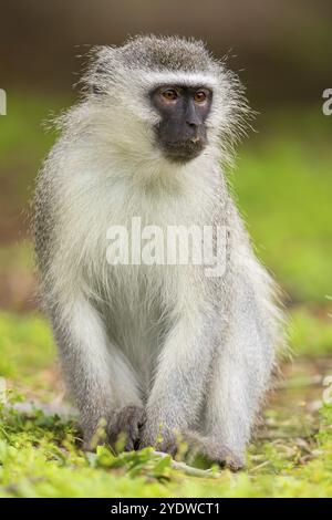 Vervet Affe, (Chloroebus pygerythrus), Vervet Affe, Affen, Primaten, Primaten, Familie von Eisaffen, mmerkatzen, iSimangaliso Wetland Stockfoto