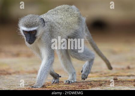 Vervet Affe, (Chloroebus pygerythrus), Vervet Affe, Affen, Primaten, Primaten, Familie von Eisaffen, mmerkatzen, iSimangaliso Wetland Stockfoto