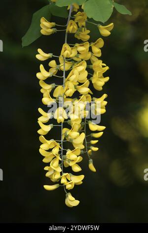Laburnum anagyroides Infloreszenzen des gemeinsamen Laburnums im Frühjahr Stockfoto