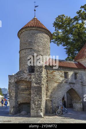 Die Barbakane des Viru-Tores war Teil des Verteidigungssystems der Stadtmauer Tallinns, die im 14. Jahrhundert in Estland, Europa errichtet wurde Stockfoto