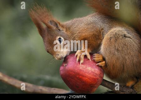 Ein Eichhörnchen sitzt auf einem Ast und knabbert an einem roten Apfel Stockfoto