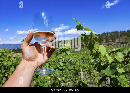 Hand hält ein Glas blasser Weißweine und jubelt gegen Weinberge im Okanagan Valley, kanadische Weinherstellung, British Columbia BC, Kanada, Norden Stockfoto