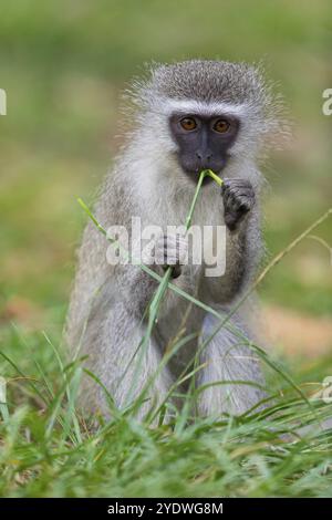 Vervet Affe, (Chloroebus pygerythrus), Vervet Affe, Affen, Primaten, Primaten, Familie von Eisaffen, mmerkatzen, iSimangaliso Wetland Stockfoto