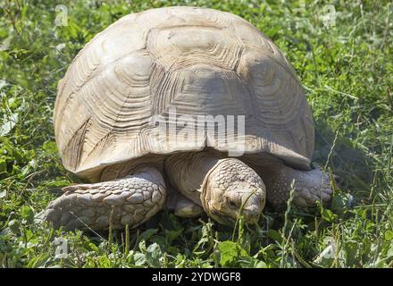 Leopardenschildkröte frisst grünes Gras Stockfoto