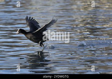 Abheben eines Kuhns auf einem Teich Stockfoto