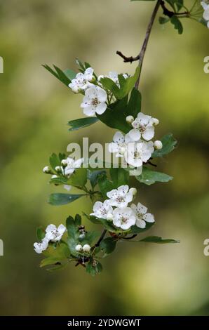 Crataegus (Rosaceae) Blüten eines blühenden Weißdornbusches in einem Park im Frühjahr Stockfoto
