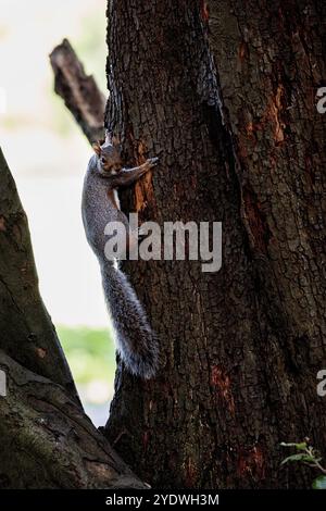 Graues Eichhörnchen klettert im Herbst auf einen Baum Stockfoto