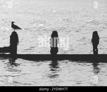 Gull in Silhouette auf einer Seebriche in West Sussex Stockfoto