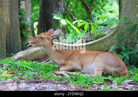 Erwachsener Thai ELD's Deer (Rucervus Eldii Siamensis), der sich im offenen Zoo entspannt Stockfoto
