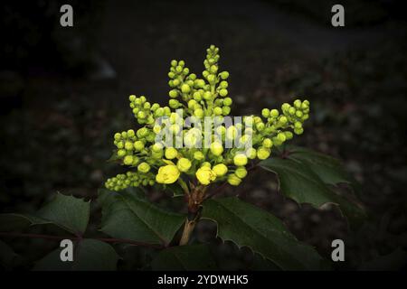 Mahonia aquifolium, gelbe Blüten einer gewöhnlichen Mahonia Stockfoto