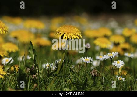 Löwenzahn und Gänseblümchen auf einer Frühlingswiese vom Boden aus gesehen Stockfoto