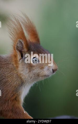 Porträt eines Eichhörnchens vor einem verschwommenen grünen Hintergrund Stockfoto