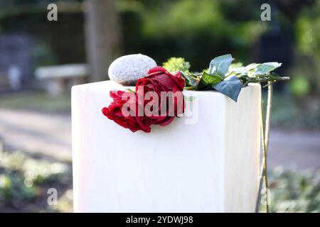 Zwei rote Rosen liegen auf einem weißen Grabstein vor verschwommenem Hintergrund Stockfoto