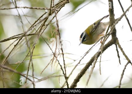 Firecrest, Regulus ignicapilla Stockfoto