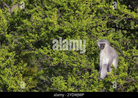 Vervet Affe (Chloroebus pygerythrus), Affe, Affen, Affen, Primaten, Primaten, Familie von Affenverwandten, mmerkatzen, Mountain Zebra National Park Stockfoto