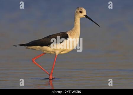 Schwarzflügelstelze (Himantopus himantopus), Familie avocet, Biotope, Habitat, Futtersuche, Kalloni Salinen, Lesbos, Griechenland, Europa Stockfoto