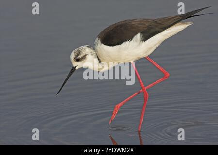 Schwarzflügelstelze (Himantopus himantopus), Familie avocet, Biotope, Habitat, Futtersuche, Kalloni Salinen, Lesbos, Griechenland, Europa Stockfoto