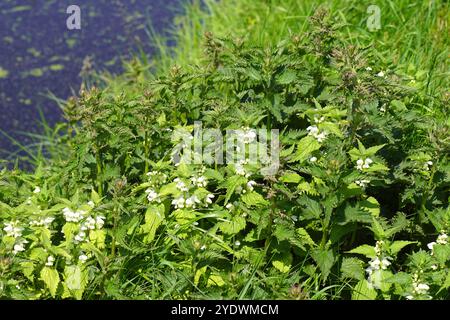Weiße tote Brennessel (Lamium Album) und Brennnessel (Urtica dioica) auf der Grabenseite. Verschwommener Graben im Hintergrund. Frühling, Mai, Niederlande Stockfoto