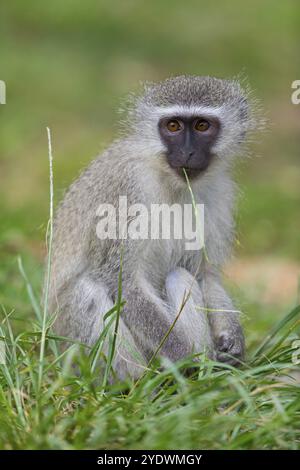 Vervet Affe, (Chloroebus pygerythrus), Vervet Affe, Affen, Primaten, Primaten, Familie von Eisaffen, mmerkatzen, iSimangaliso Wetland Stockfoto