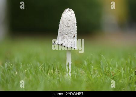 Coprinus comatus hat sich im Herbst auf einer Wiese zittelt Stockfoto