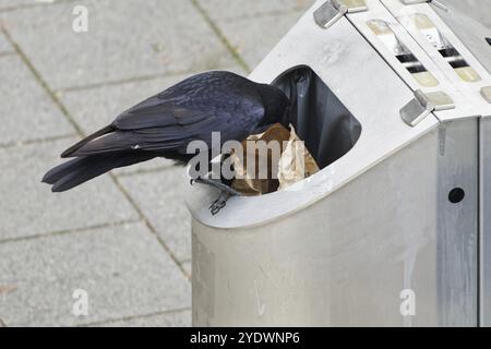 Eine Krähe sitzt auf einem Mülleimer und sucht nach Nahrung Stockfoto