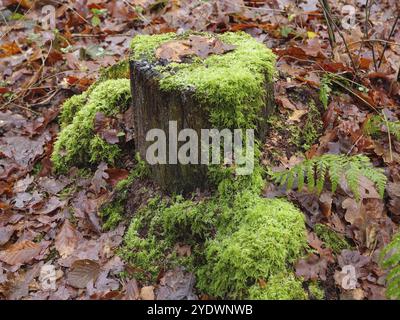 Ein moosbedeckter Baumstumpf inmitten von Herbstblättern, Reken, münsterland, deutschland Stockfoto