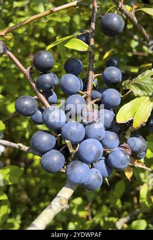 Schlammbeeren im Spätsommer (Prunus spinosa), Schrotdorn, Schrotdorn, Früchte, Früchte, Beeren, Norddeich, Niedersachsen, Bundesrepublik Deutschland Stockfoto