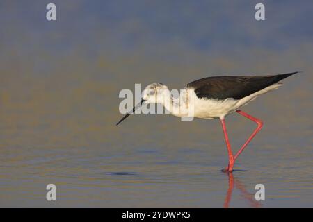 Schwarzflügelstelze (Himantopus himantopus), Familie avocet, Biotope, Habitat, Futtersuche, Kalloni Salinen, Lesbos, Griechenland, Europa Stockfoto