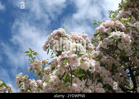 Krabbenapfelbaum (Malus ioensis) in Blüte vor blauem Himmel Stockfoto