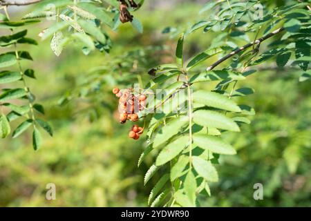 Leuchtend rote vogelbeeren umgeben von leuchtend grünen Blättern, die während der Herbstsaison die Schönheit der Natur in einer ruhigen Waldumgebung zeigen. Hochwertige Fotos Stockfoto