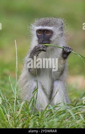 Vervet Affe, (Chloroebus pygerythrus), Vervet Affe, Affen, Primaten, Primaten, Familie von Eisaffen, mmerkatzen, iSimangaliso Wetland Stockfoto