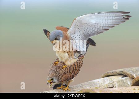 Kestrel (Falco tinnunkulus), Familie der Falken, Falken, männlich und weiblich, Paarung, Copula, Dach, Hides de El Taray Lesser Kestr, Villafranca de los Cab Stockfoto