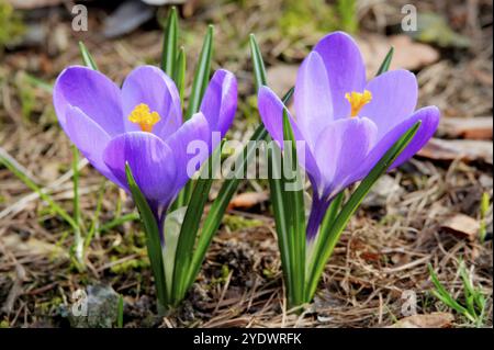 Die ersten Krokusse auf einer Wiese im Frühling Stockfoto