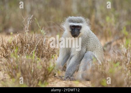 Vervet Affe, (Chloroebus pygerythrus), Vervet Affe, Affen, Primaten, Primaten, Familie der Eisaffen, mmerkatzen, Mkuze Game Reserve, Stockfoto