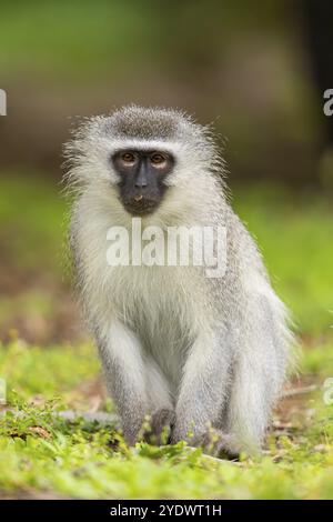 Vervet Affe, (Chloroebus pygerythrus), Vervet Affe, Affen, Primaten, Primaten, Familie von Eisaffen, mmerkatzen, iSimangaliso Wetland Stockfoto