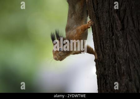 Eichhörnchen auf einem Baum, der nach unten blickt Stockfoto