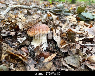 Frisch gewachsene Pilze im Wald, Boletus in gefallenen Blättern, Boletus edulis Stockfoto