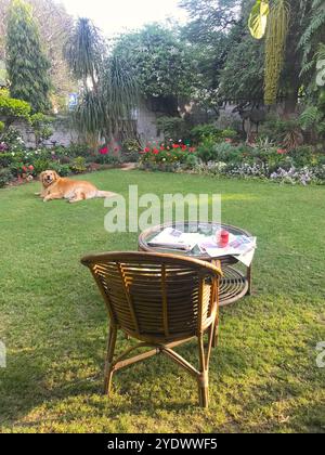 Golden Retriever, der an einem Sommermorgen in einem Garten liegt, Neu-Delhi, Indien Stockfoto