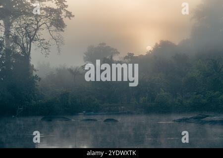 Der frühe Nebel bedeckt den Fluss bei Stoelmans Eiland, Suriname, während das sanfte Morgenlicht durch die Palmen und den dichten Nebel bricht und ein ruhiges Leuchten erzeugt Stockfoto