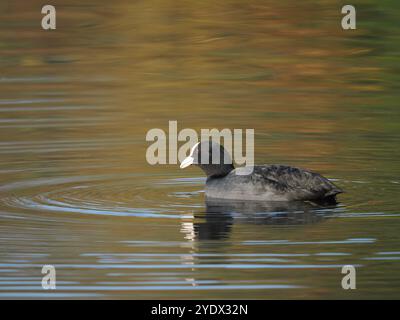 Reife Hähnchen behalten ihr Territorialwasser das ganze Jahr über und bedrohen und bekämpfen alle anderen Hähnchen, die in ihr Territorium gelangen. Stockfoto