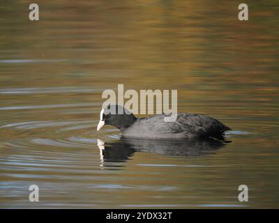 Reife Hähnchen behalten ihr Territorialwasser das ganze Jahr über und bedrohen und bekämpfen alle anderen Hähnchen, die in ihr Territorium gelangen. Stockfoto