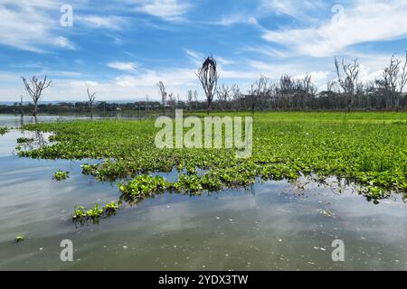 Wasserhyazinthe am naivasha-See Stockfoto