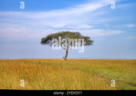 Großer Akazienbaum in den offenen Savannenebenen Ostafrikas Stockfoto
