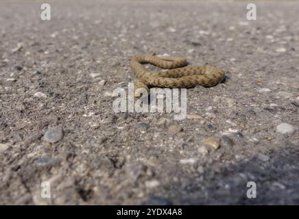 Würfelschlange (Natrix tessellata) Clusane Italien September 2023 Stockfoto