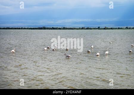 Gruppieren Sie sich im Amboseli-Nationalpark, Kenia, im alkalischen Wasser des Lake Amboseli Stockfoto