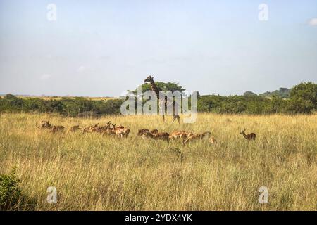 Nubische Giraffe, Giraffa camelopardalis camelopardalis, männliches, vom Aussterben bedrohtes Tier. Auf den Ebenen des Masai Mara National Reserve, Kenia, Ostafrika Stockfoto